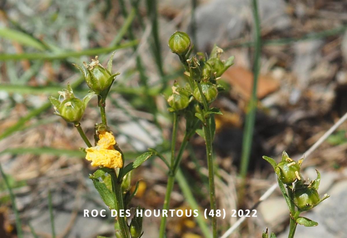 Flax, Yellow fruit